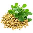 Fenugreek